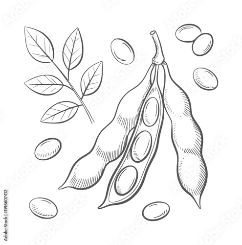 Black and white line of soybean pods leaves and beans leaf plant