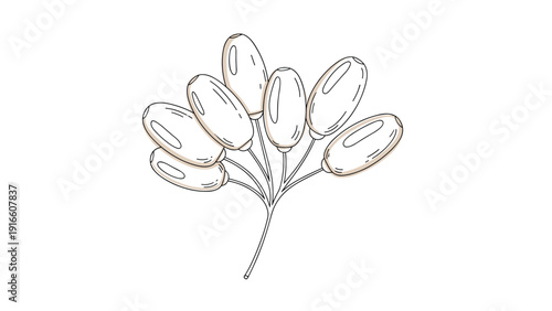 Cluster of light-colored oval berries on thin stems rendered as a delicate line drawing for botanical and nature-themed illustrations.