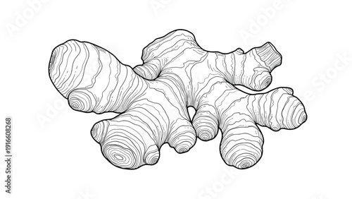Detailed black and white engraving style illustration of a ginger root showing its unique textured skin and organic growth patterns.