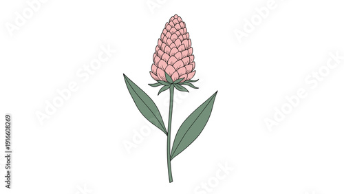 Elegant pink cone-shaped flower on a slender green stem with two long leaves rendered in a delicate botanical illustration style.