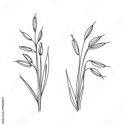 Minimalist black and white line of two oat stalks grain plant agriculture