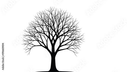 Intricate black silhouette of a large symmetrical tree with bare branches during winter season isolated on a clear white background for graphic use.