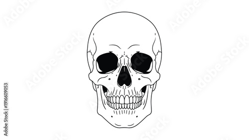 Realistic black and white line art illustration of a human skull from a front perspective showing anatomical details of the teeth and bones.