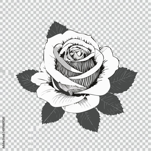 rose illustration of a flower line art style vector with transparent background.