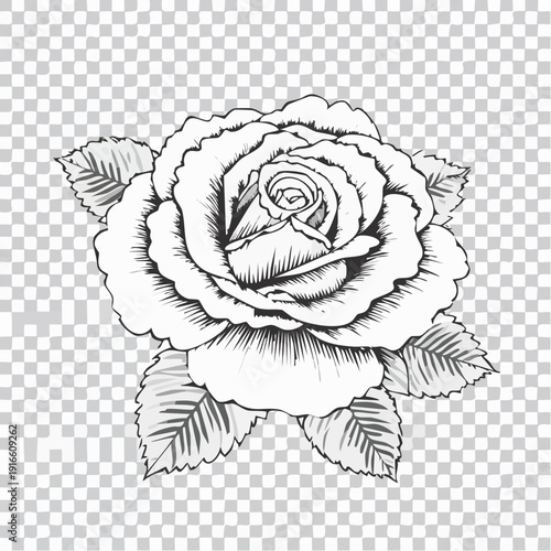 rose illustration of a flower line art style vector with transparent background.