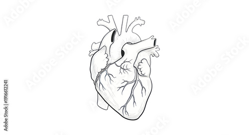 Anatomical Heart Illustration with Blood Vessels, Medical Symbol, Line Art