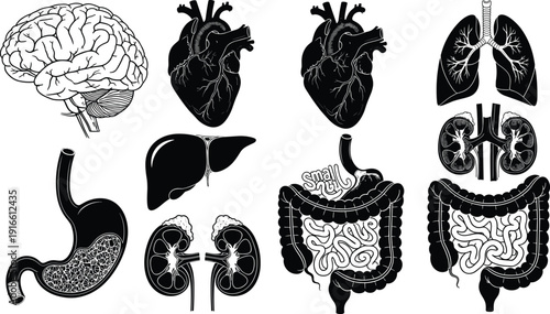 Human Internal Organs Anatomy Set Including Brain Heart Lungs Kidneys Stomach and Intestines Medical Vector Illustration Collection