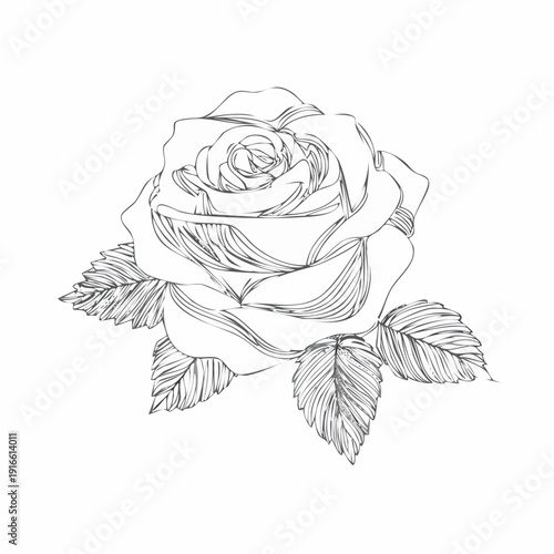 Continuous line, rose isolate line art vector illustration with transparent background editable stroke.