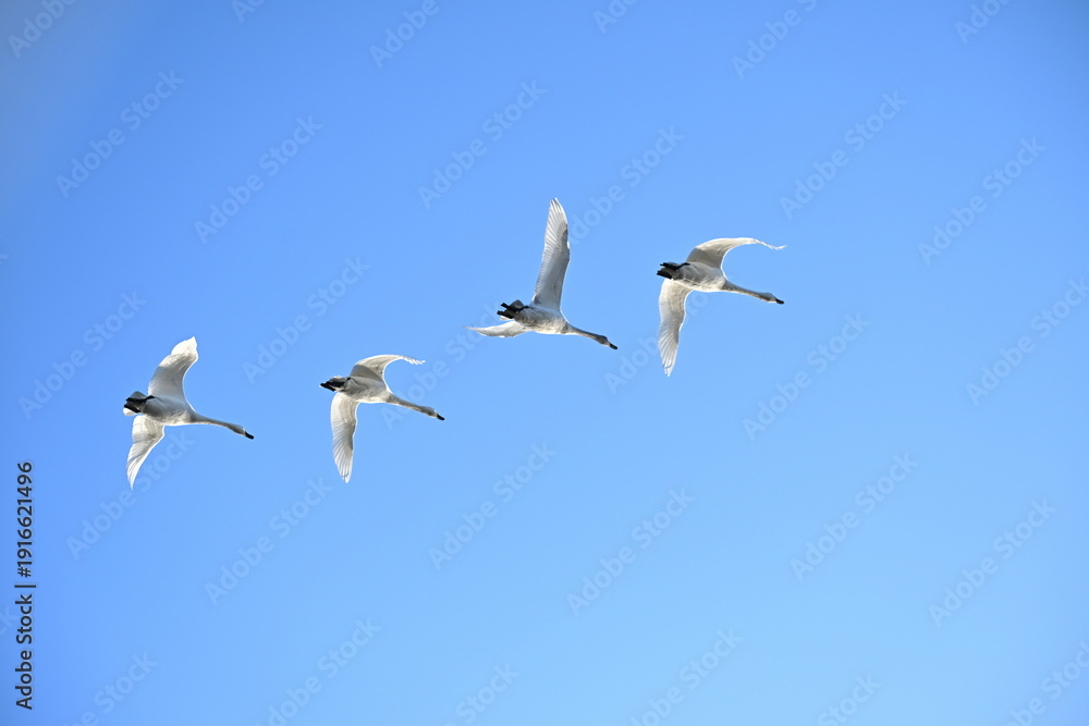 Obraz premium 青空を飛ぶ瓢湖の白鳥（新潟県阿賀野市水原）