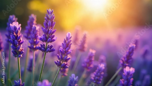 A tranquil scene of lavender blossoms bathed in soft sunlight, evoking serenity and spiritual connection Perfect for meditation, aromatherapy, and wellness themes , healing, purple flowers