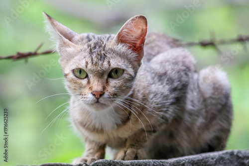 Wallpaper Mural Close up brown cat is sit down and cute in garden Torontodigital.ca