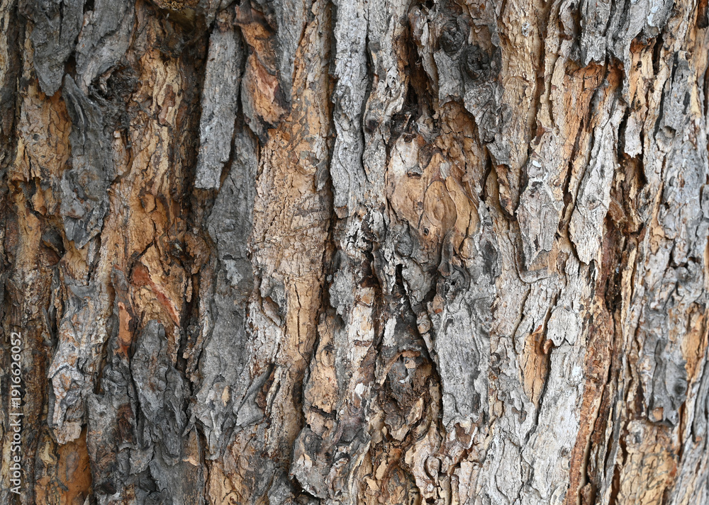 Fototapeta premium Close view of rough tree bark showing various shades and textures on a sunny day in a forest setting