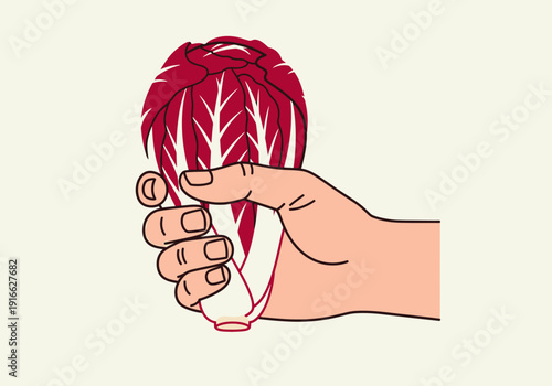 Hand Holding Fresh Red Radicchio Vegetable.