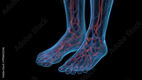 Photos A Detailed 3D Depiction Of The Circulatory System Of A Woman