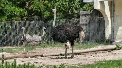 Large Flightless African Ostriches in Fenced Animal Park