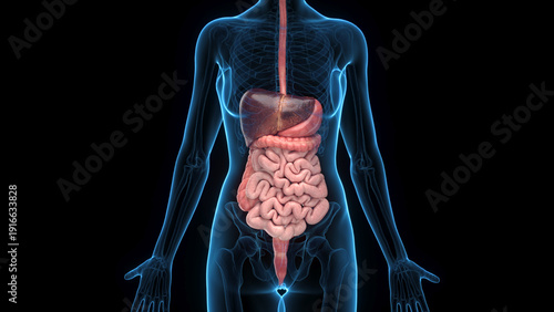 Fotografie A Detailed 3D Depiction Of The Digestive System Of A Female