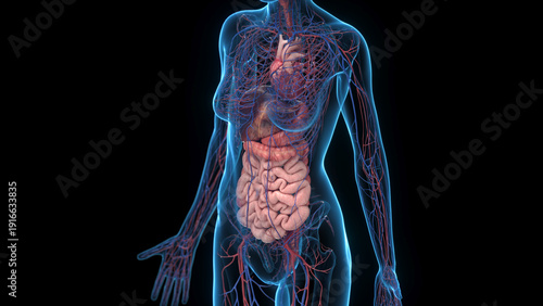 Photos The Digestive And Vascular Systems Of A Female