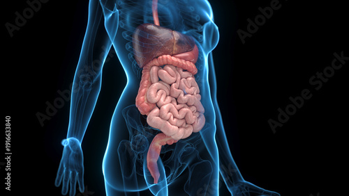 Photography A Detailed 3D Depiction Of The Digestive System Of A Female