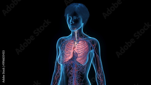 Foto A Detailed 3D Depiction Of The Lungs And Vascular System Of A Female