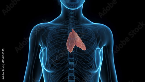 Obraz na plátně Detailed Depiction Of The Thymus Of A Female In Full Detail