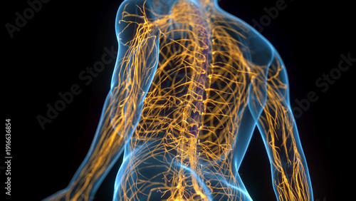Cuadro en lienzo A Detailed 3D Depiction Of The Nervous System Of A Woman