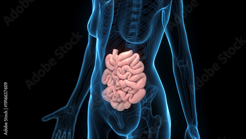 Photos A Detailed 3D Depiction Of The Small Intestines Of A Human Female