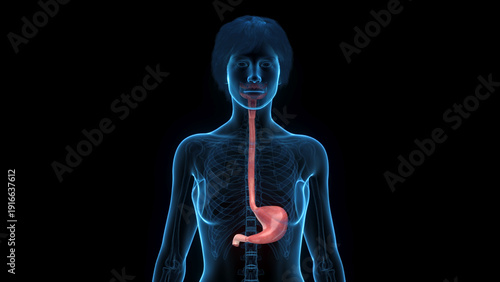 Fotografija 3D Render Of The Stomach Of A Human Female Shown In Detail