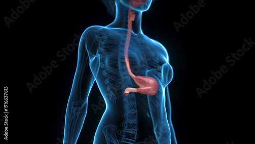 Foto Detailed 3D Render Of The Stomach Of A Human Female In Full Detail