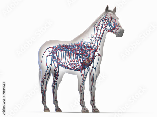 A Detailed 3D Depiction Of The Circulatory System Of A Horse
