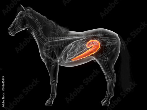 Fotografia 3D Anatomical Depiction Showing The Cecum Of A Horse