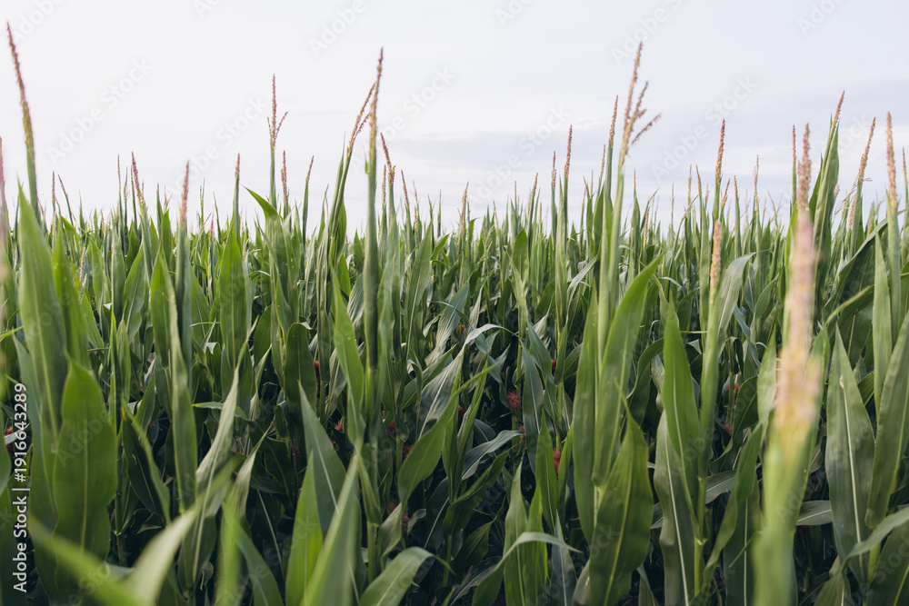 Obraz premium Lush green cornfield growing under a clear sky