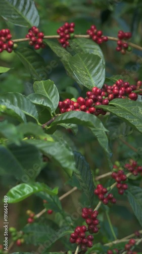 4K close-up footage of ripe Geisha coffee cherries on branch gently moving in the wind at a coffee farm. High-altitude specialty coffee variety surrounded by lush green leaves, Boquete, Panama.
