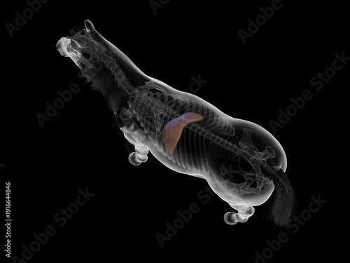 Fotografi Illustrated View Showing The Liver Of A Horse