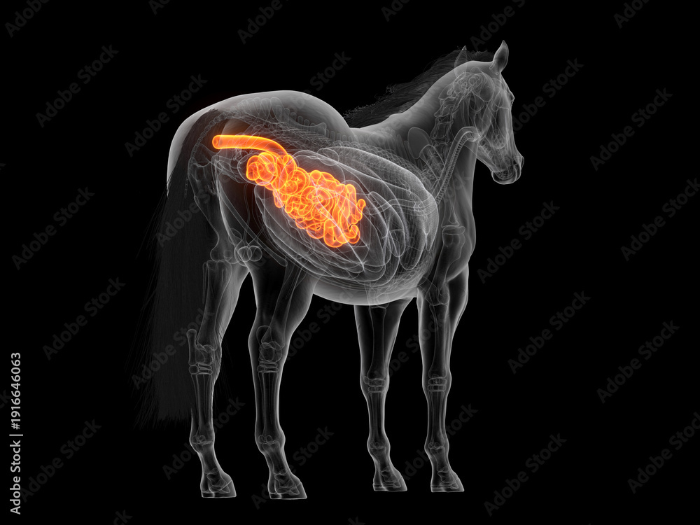 © Sebastian Kaulitzki - A Detailed 3D Depiction Of The Small Intestine Of A Horse