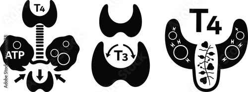 Thyroid gland anatomy and thyroid hormone regulation