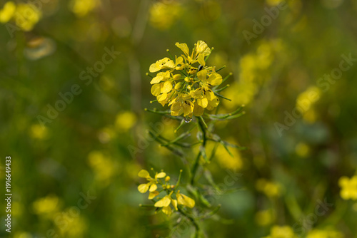 Weed field mustard (Sinapis arvensis) close-up