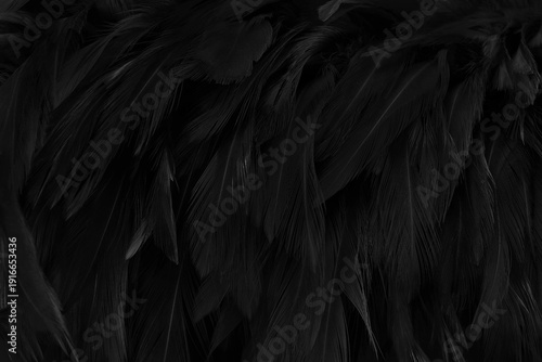 Beautiful black grey bird feathers pattern texture background.