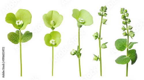Collection of vibrant green plants on a white isolated background, showcasing unique shapes and forms.
