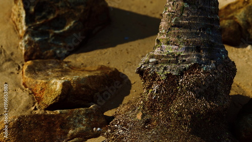Fotografie A close up view showcases the intricate details of palm tree roots entwined with sandy soil, surrounded by rugged stones