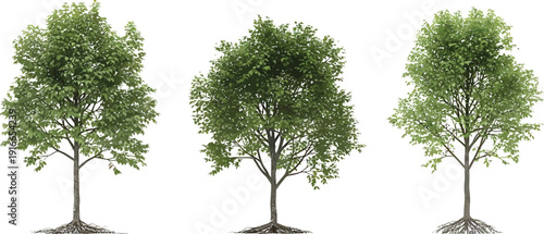 Three trees with green leaves and roots on transparent background for design and decoration purposes  tree illustrations