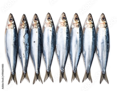 A line of eight fresh sardines, packed together for a clean, isolated food photograph