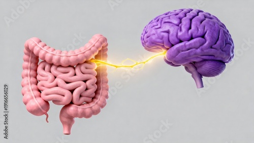 Human brain and digestive system connection