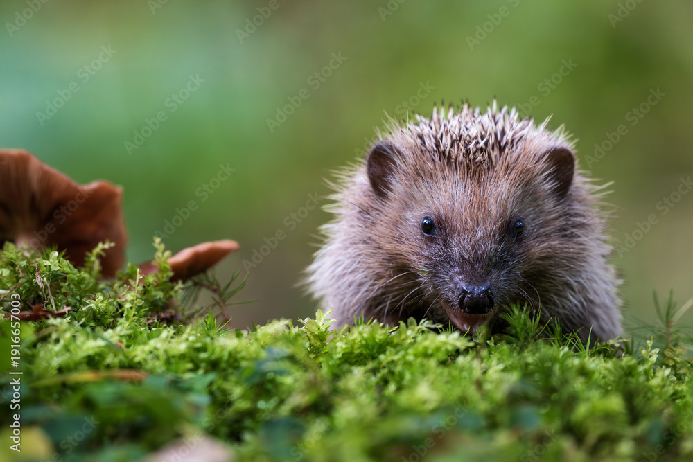Fototapeta premium Young hedgehog in natural habitat