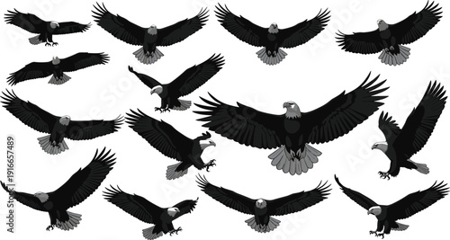 Vector illustration of bald eagles in dynamic flight poses, grayscale artwork showcasing wings, feathers, and realistic bird anatomy design