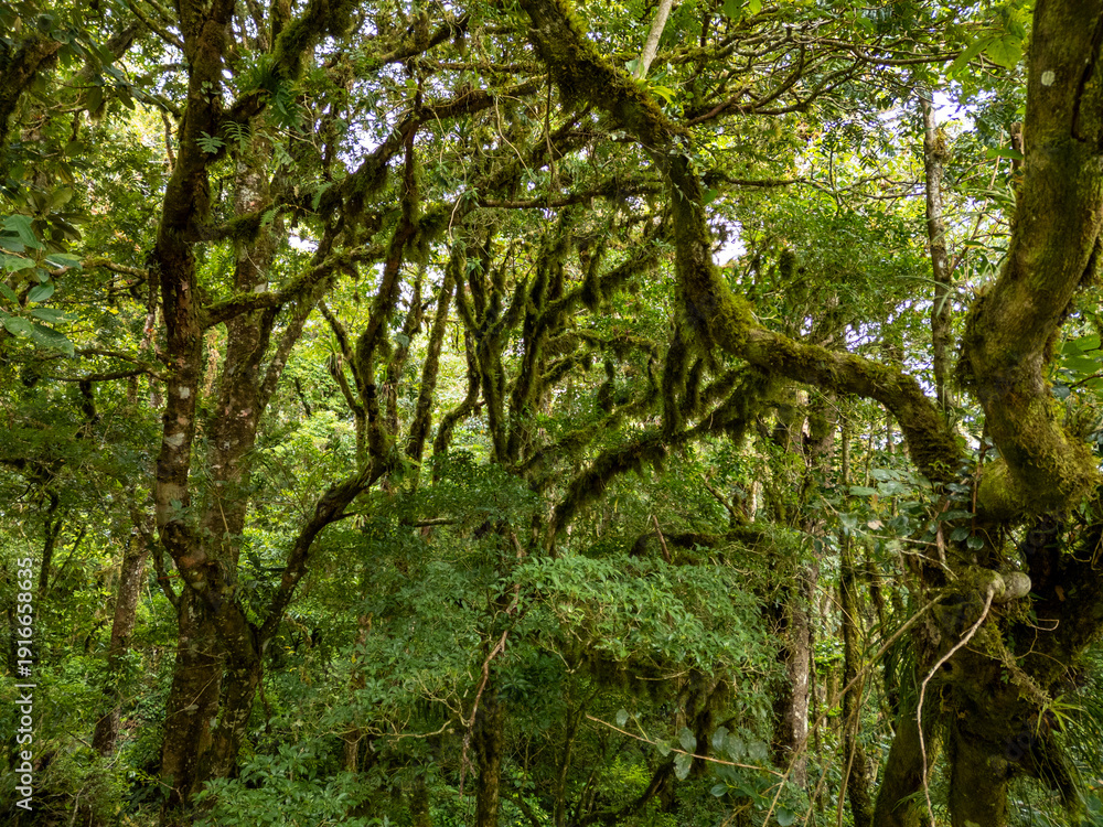 Fototapeta premium Aerial view of tropical cloud forest in the highlands of Boquete, within Baru National Park, Panama. Dense green rainforest canopy with soft mist and natural light - stock photo