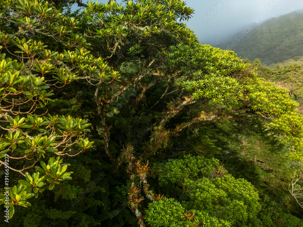 Obraz premium Lush tropical cloud forest landscape in the highlands of Boquete, inside Volcan Baru National Park. Mist drifting over dense mountain rainforest, Boquete, Chiriqui, Panama - stock photo
