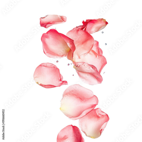 Wallpaper Mural Soft rose petals placed on a gray surface, offering a gentle contrast and an elegant aesthetic, isolated on transparent background Torontodigital.ca
