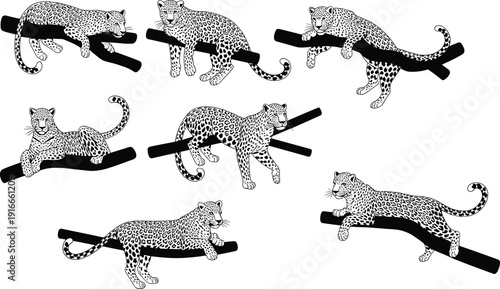 Hand Drawn Leopard Illustration Set Showing Big Cat Poses on Branches, Wildlife Line Art, Vintage Animal Engraving Style Collection