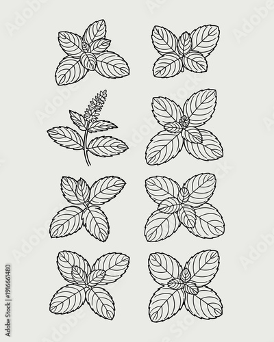 Mint Plant Illustrations Collection: Botanical Line Art of Fresh Herbs for Gardening, Culinary, and Medicinal Projects, Sketch Style Vector Sprigs & Leaves for Herbal Tea, Cuisine Infusion, Aromathera