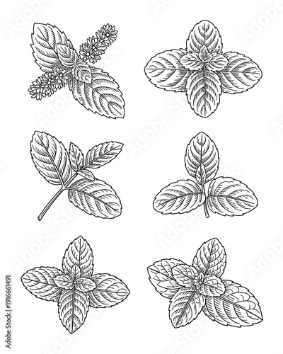 Botanical Mint Herb Sketches: Vintage Engraving Style Culinary Plant Drawings for Herbal Tea & Flavoring Design | Detailed Mint Leaf Illustrations for Natural Remedies & Organic Ingredient Concept, Li